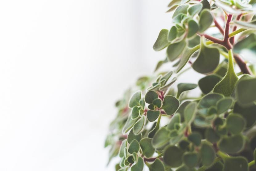 Sigue nuestros consejos sobre el riego para cuidar de tus plantas de interior
