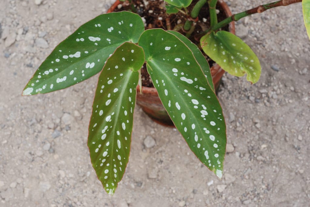 Begonia maculata 'Raddi'