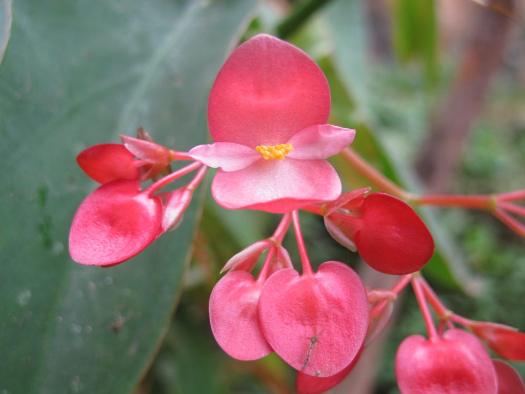 Begonia maculata: cuidados, riego, luz y poda