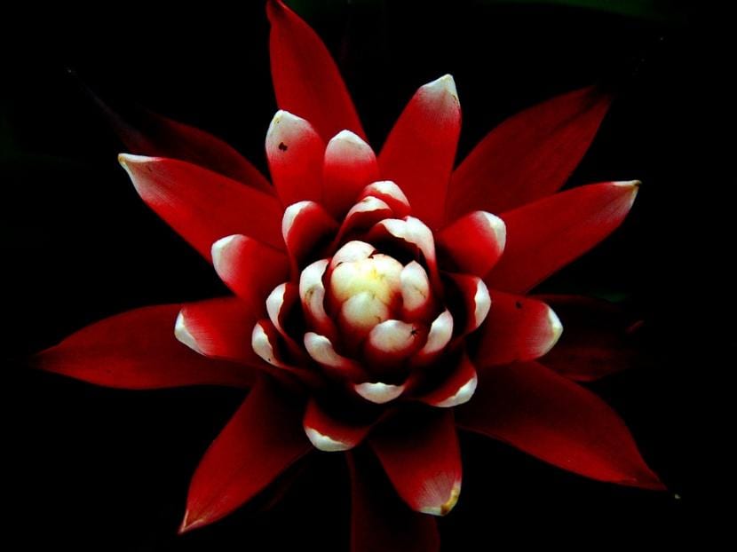 Cuidados de la Guzmania en casa paso a paso
