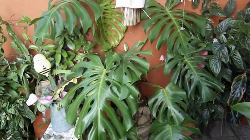 Cuidados de la monstera y por qué no le salen los agujeros