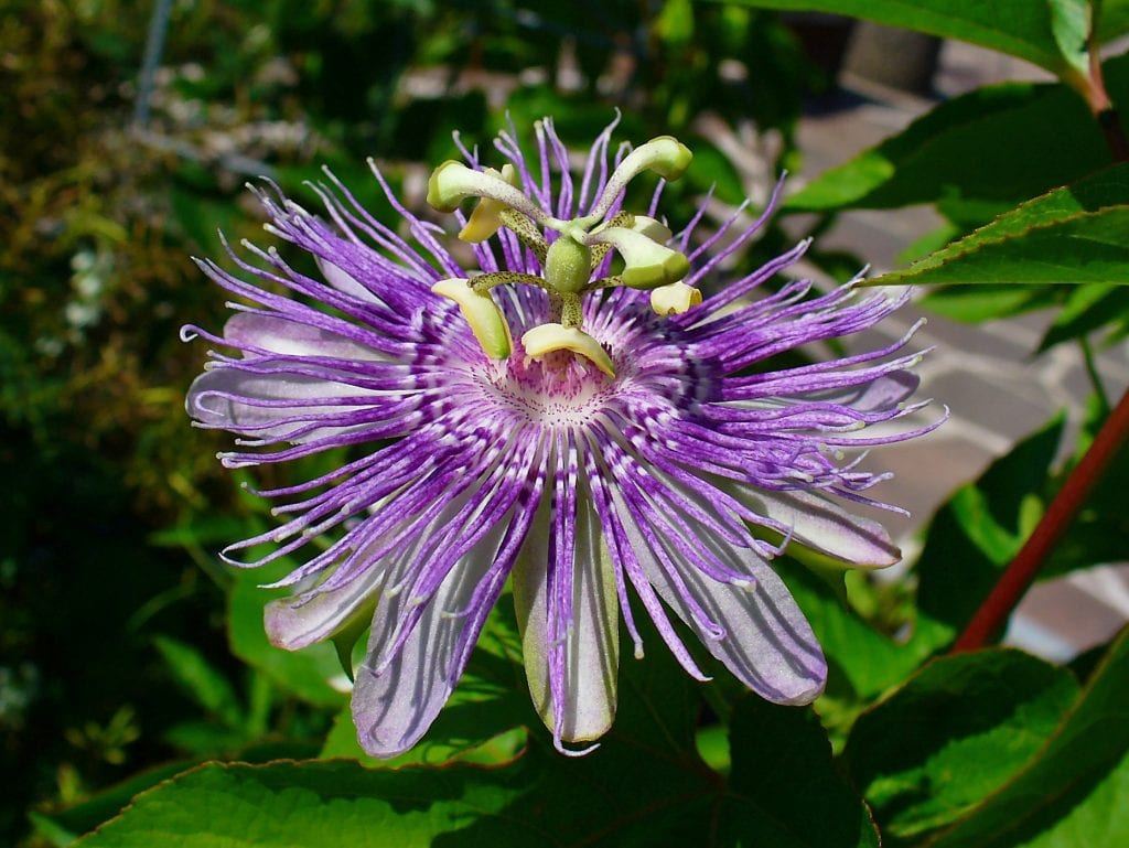 Passiflora incarnata