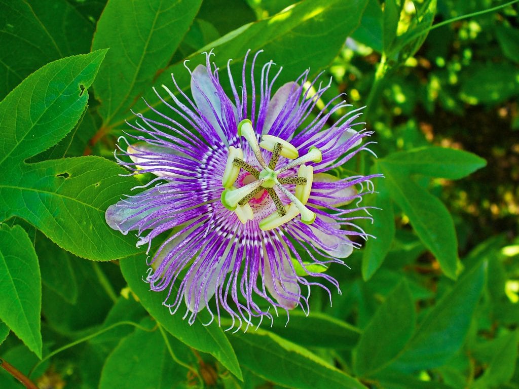 Passiflora incarnata: cultivo, poda y floración