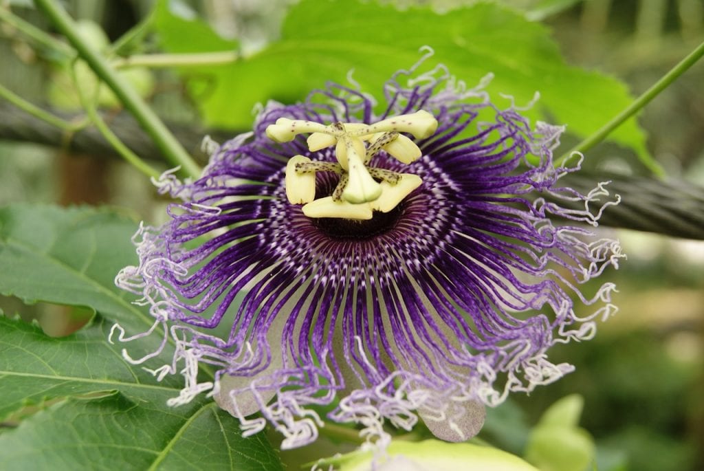 Passiflora incarnata en flor
