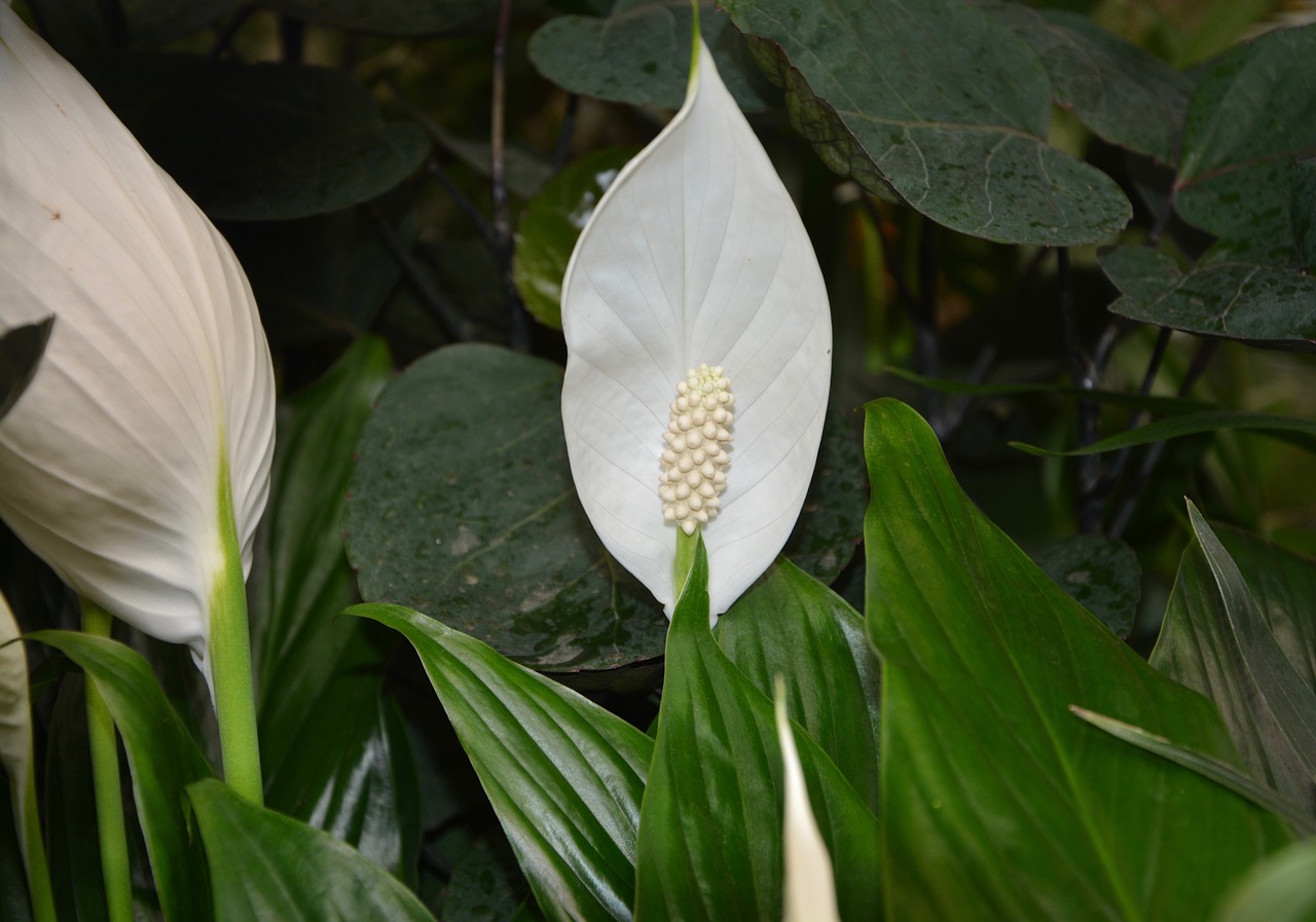 Vista del espatifilo en flor