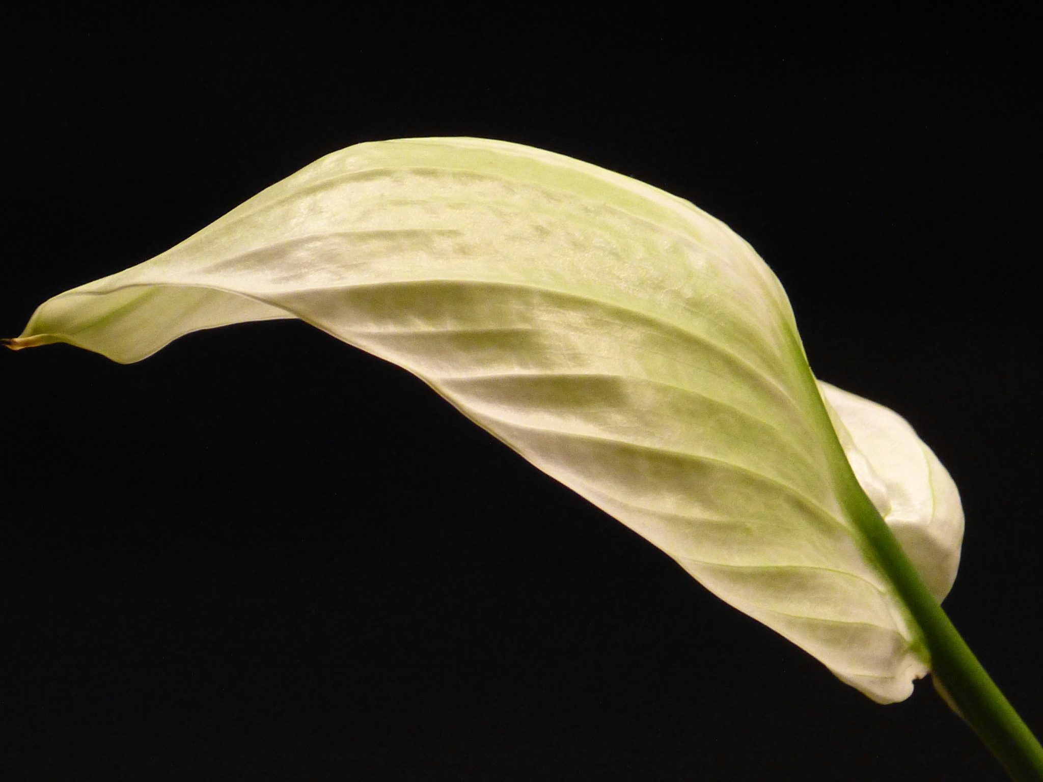 La flor de paz es fácil de cuidar