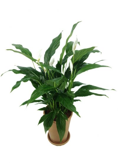 El espatifilo es una planta tropical