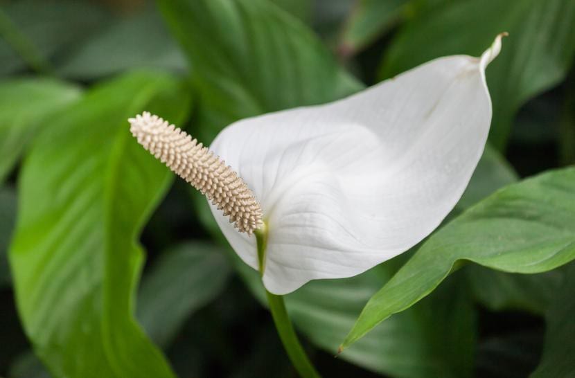 Flor del lirio de paz