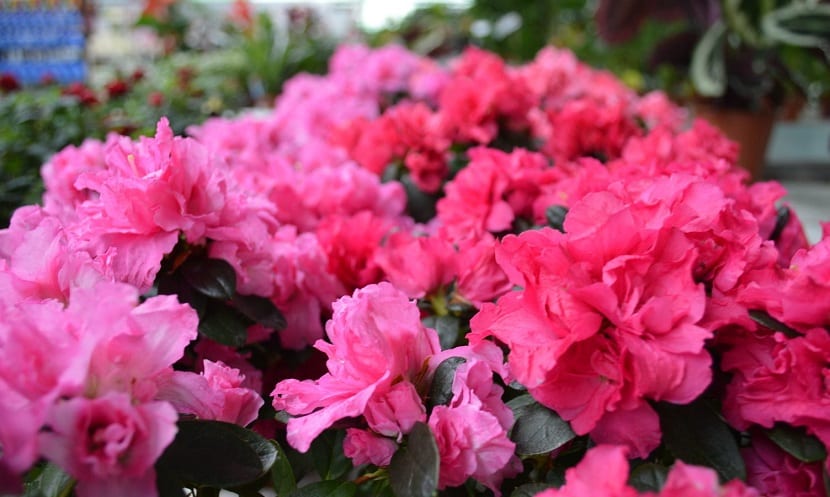 azalea como planta de interior