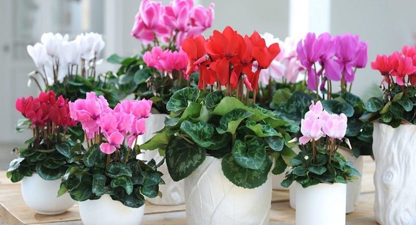 flores de interior