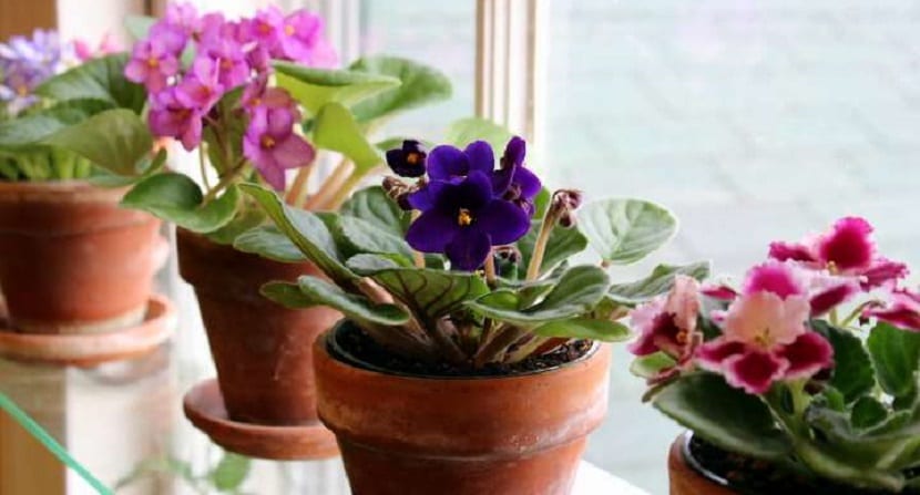 flores de interiores