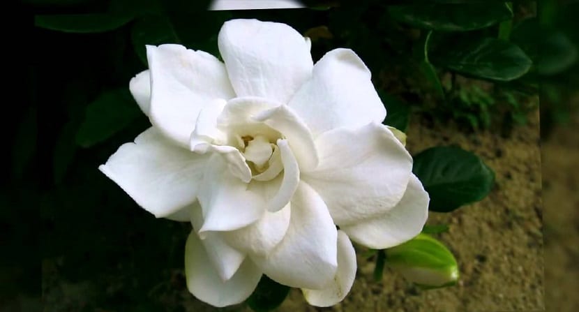las gardenias dan un buen aroma para el hogar
