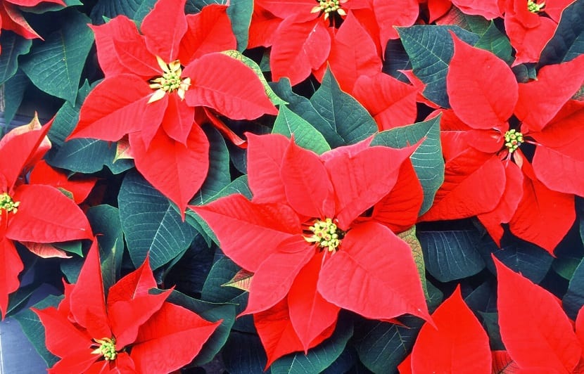 los pascueros son las flores que se regalan en navidad