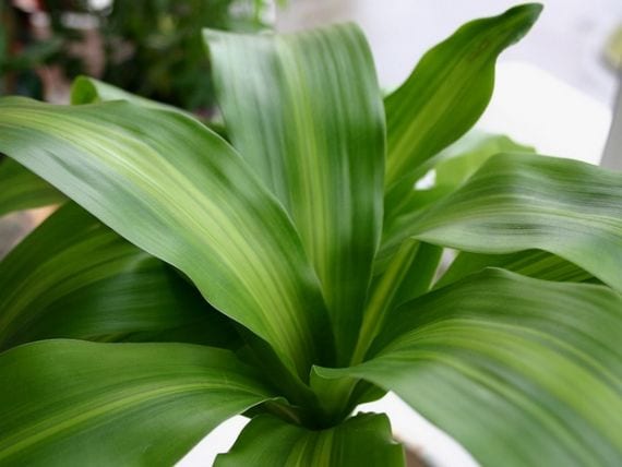 Cuidados de las plantas de interior en invierno