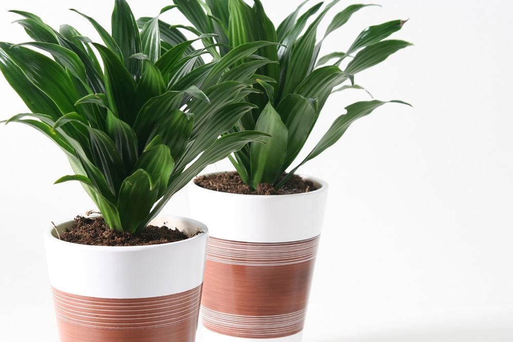 Dracaena compacta: cuidados, riego y problemas del tronco