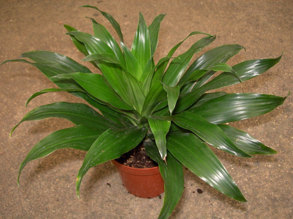 Dracaena compacta