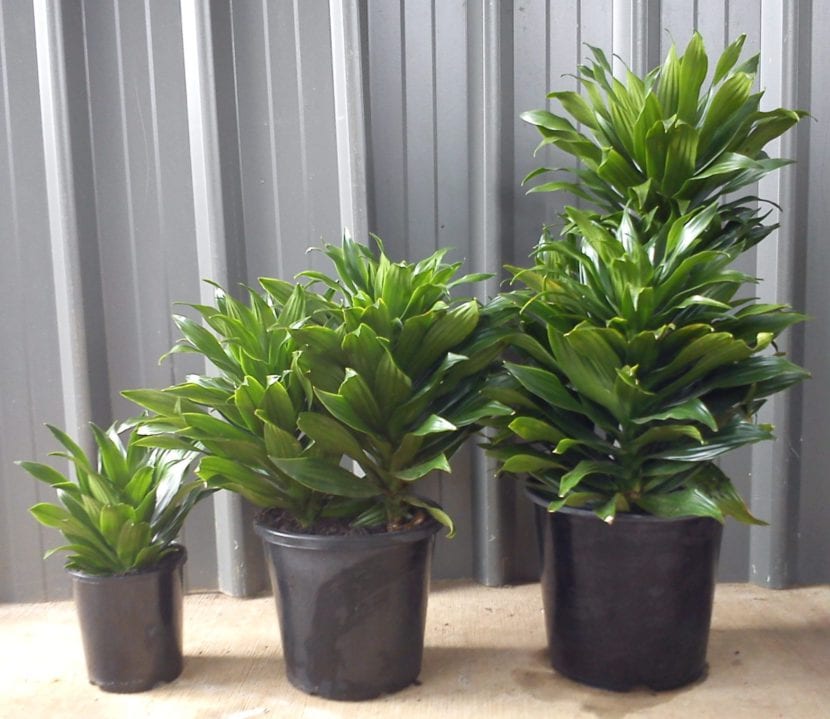 Ejemplares de Dracaena fragrans 'Compacta' con rosetas de hojas apiñadas