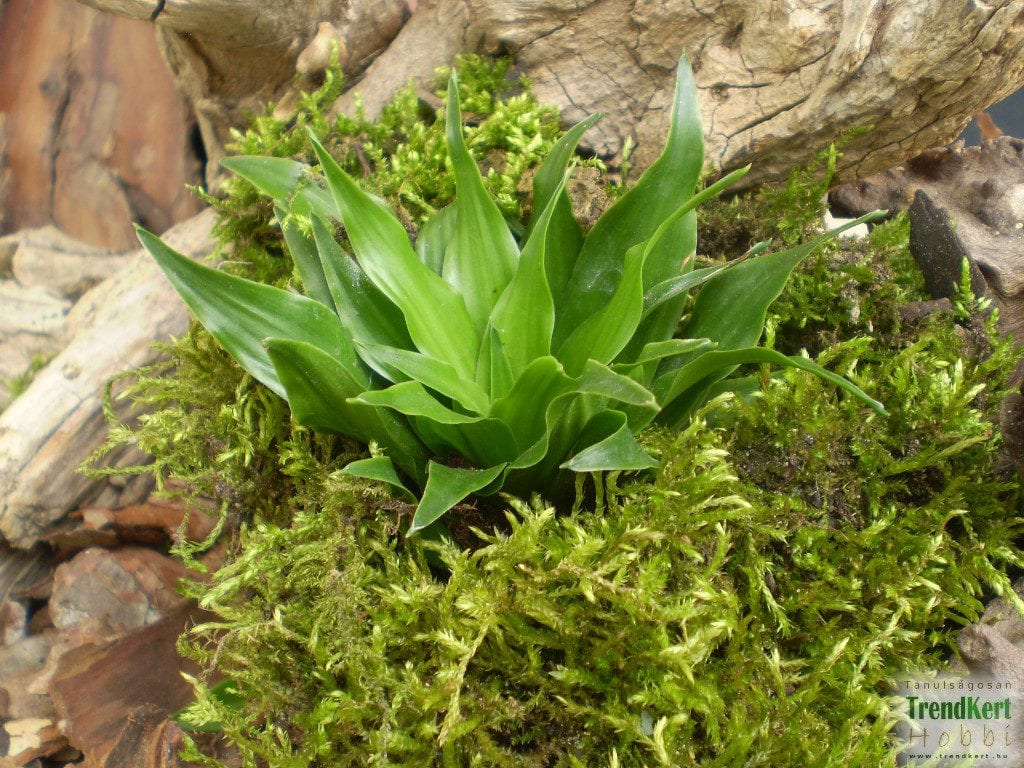 Planta Dracaena compacta