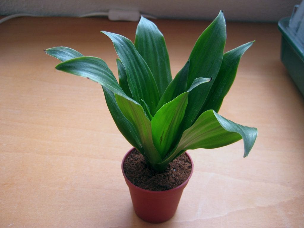 Planta joven de Dracaena compacta