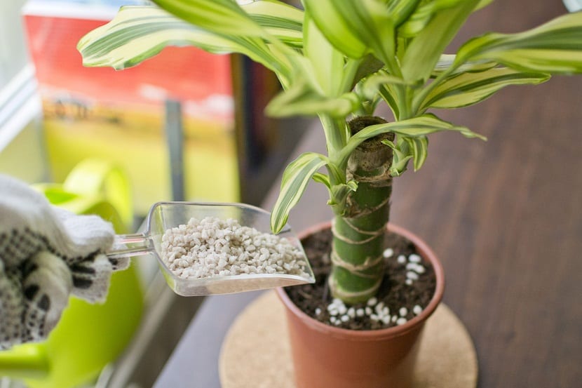Dracaena: especies, cuidados, riego y poda del palo de agua