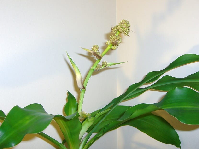 La Dracaena se caracteriza por ser una de las plantas decorativas de interior que posee una mayor resistencia