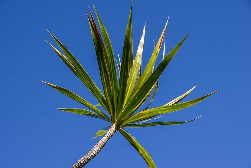 Enfermedades y parasitos que afectan a la Dracaena Massangeana
