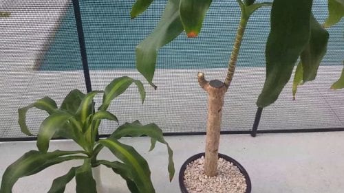 Poda de una planta de interior con herramienta de corte limpia