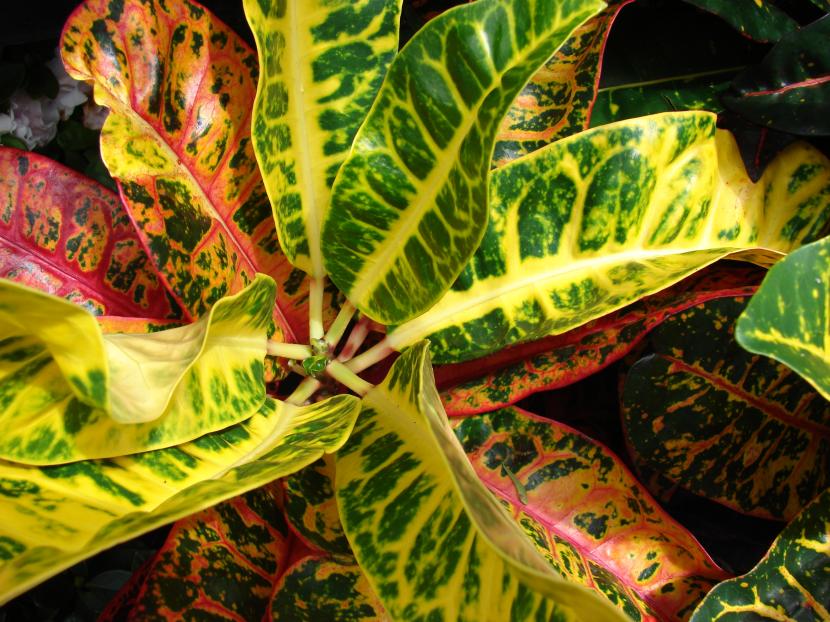 Codiaeum 