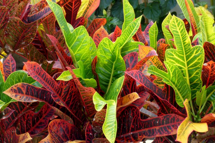 Codiaeum variegatum