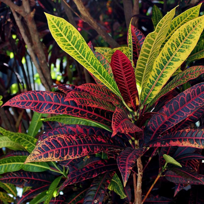 Crotón (Codiaeum variegatum): cuidados y color de sus hojas