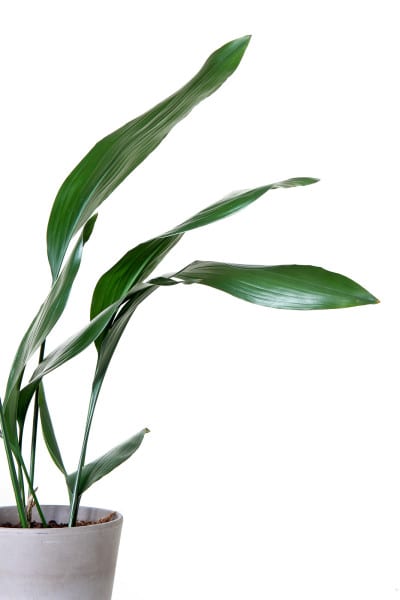 Aspidistra