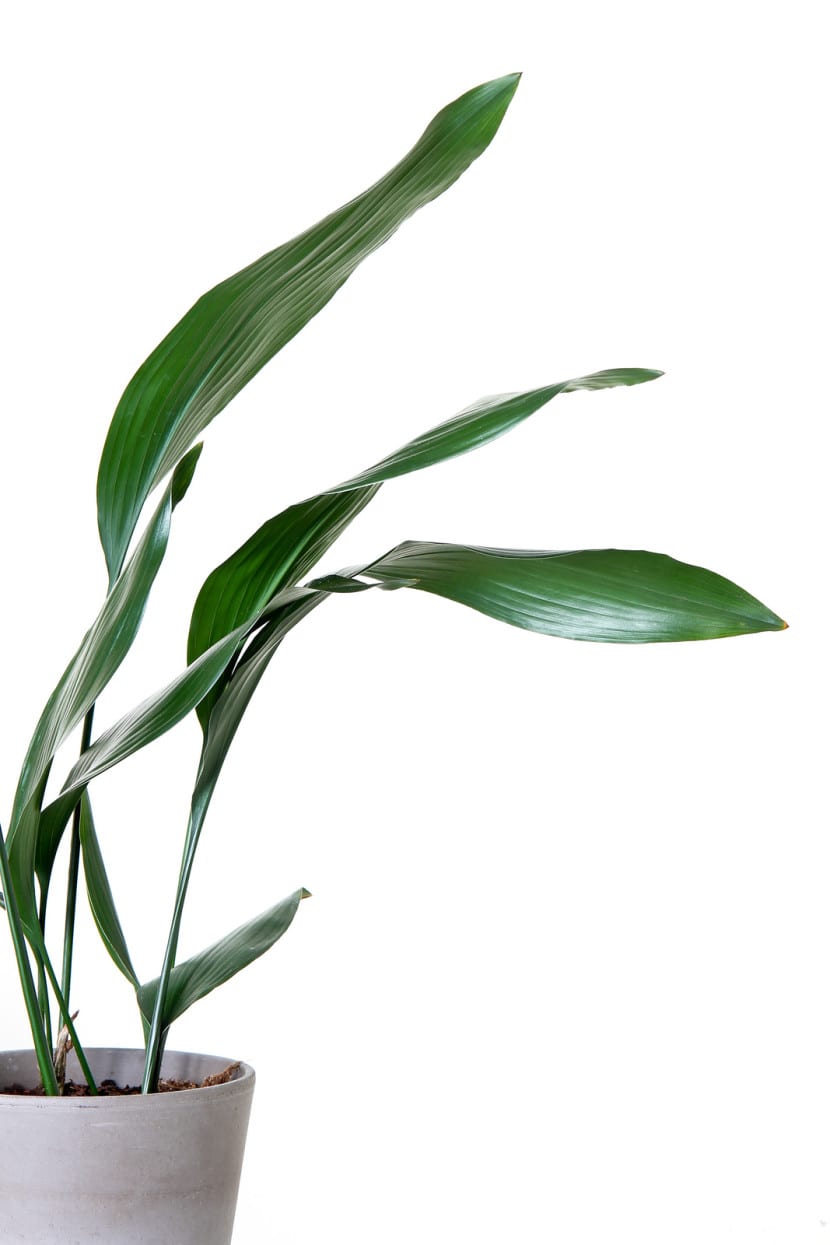 Aspidistra elatior cultivada en maceta en interior