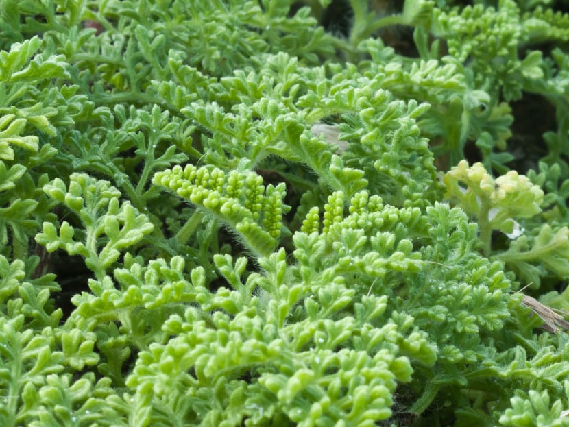 Planta