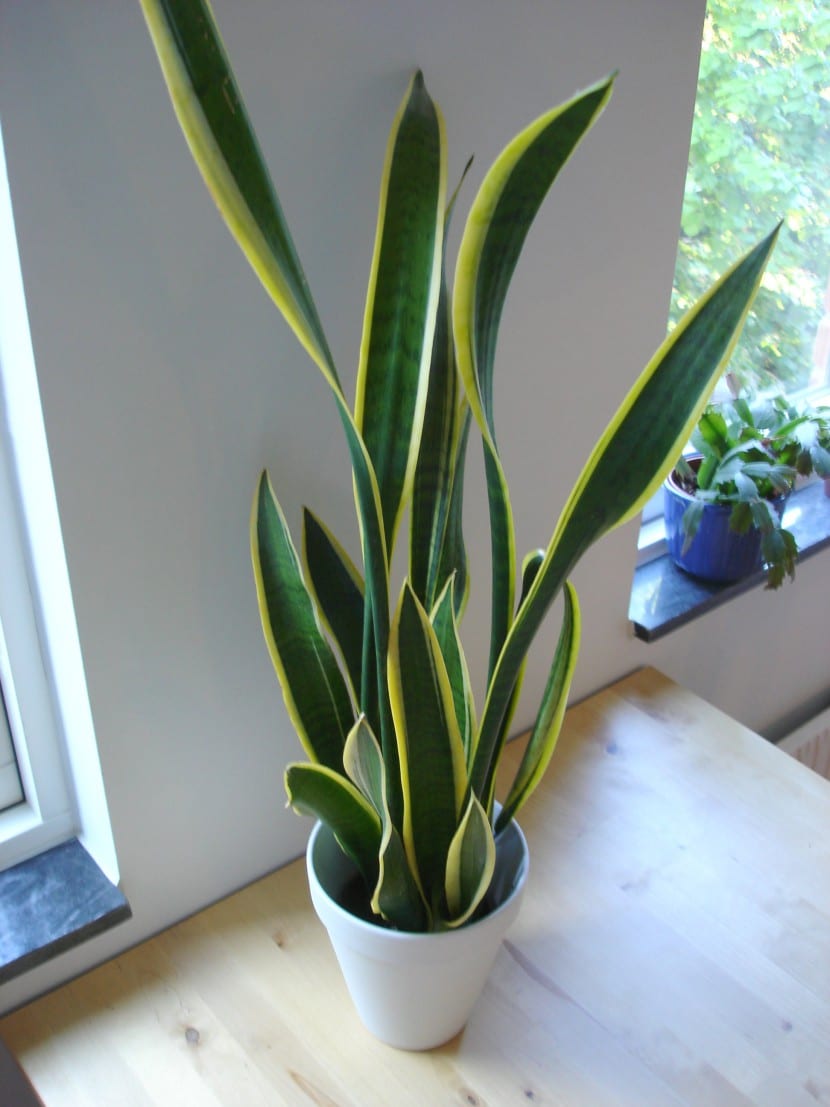 Sansevieria de hojas erguidas en maceta junto a una ventana