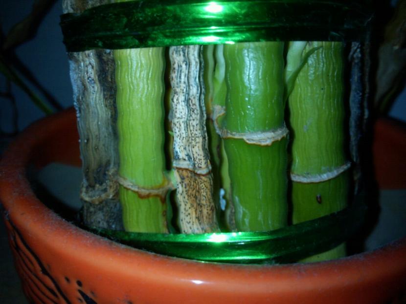 Bambú de la suerte