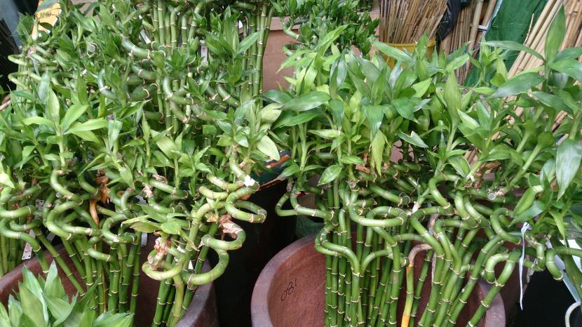 Bambú de la suerte: cuidados reales de la Dracaena sanderiana