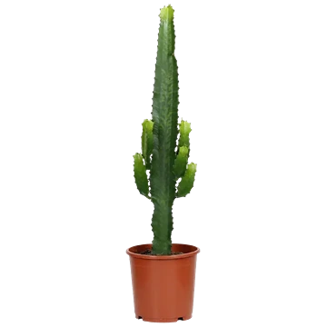 Euphorbia acrurensis, columna suculenta de costillas con espinas pareadas