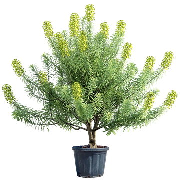 Euphorbia characias en flor con inflorescencias verde amarillentas