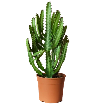 Euphorbia lactea con tallos triangulares y jaspeado blanquecino central