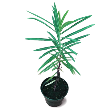 Euphorbia lathyris o tártago, con hojas opuestas en cuatro filas