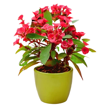 Euphorbia milii o corona de espinas, con brácteas rojas y tallos espinosos