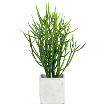 Euphorbia tirucalli con ramillas cilíndricas verdes sin hojas