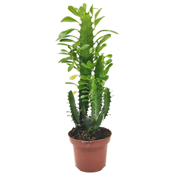 Euphorbia trigona, tallo de tres aristas con marcas claras y espinas pareadas