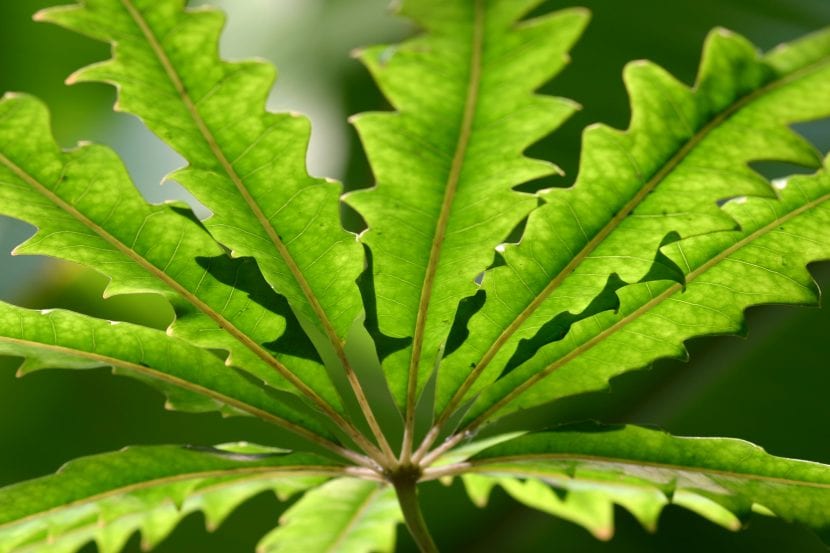 Planta de Dizygotheca elegantissima