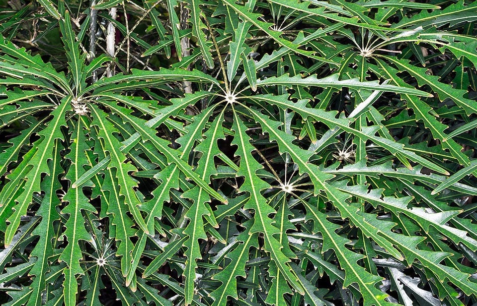 Falsa aralia: cuidados, luz, riego y por qué pierde hojas