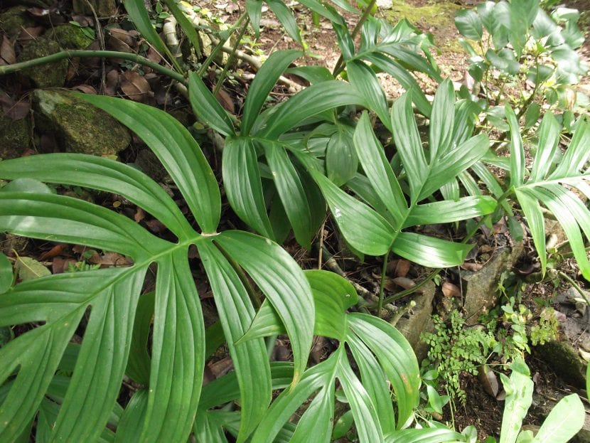 Ejemplar de Philodendron elegans