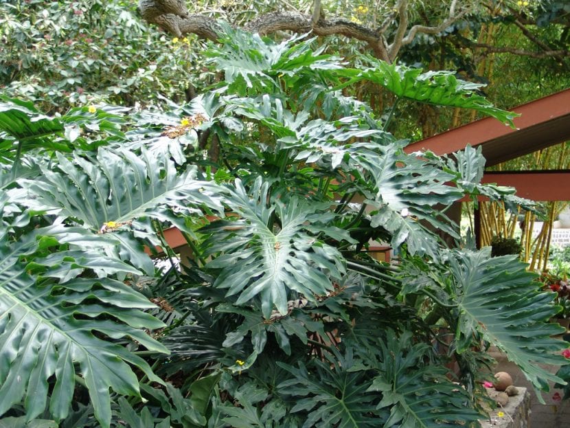 Ejemplar de Philodendron bipinnatifidum