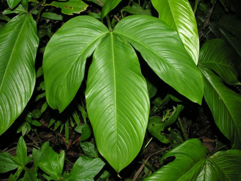 Ejemplar de Philodendron tripartitum