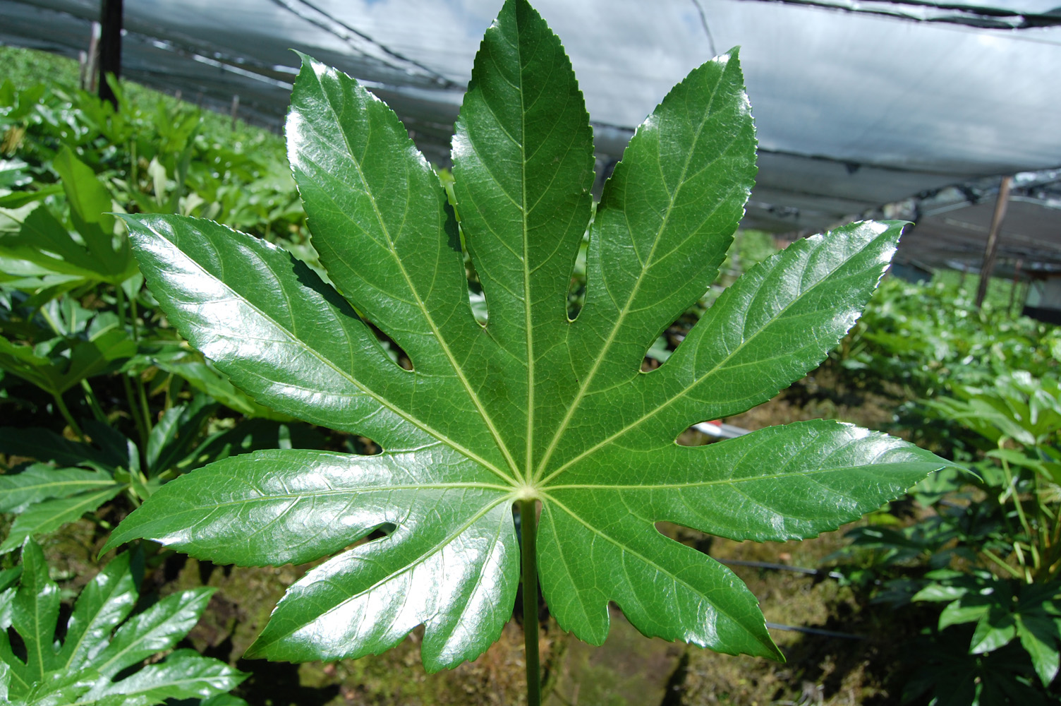 La aralia es una planta arbustiva