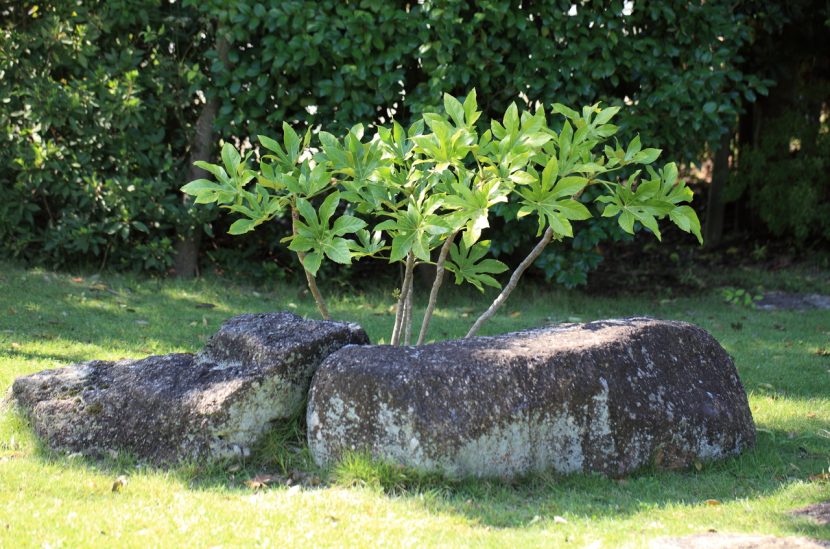 Hojas palmeadas y brillantes de Fatsia japonica